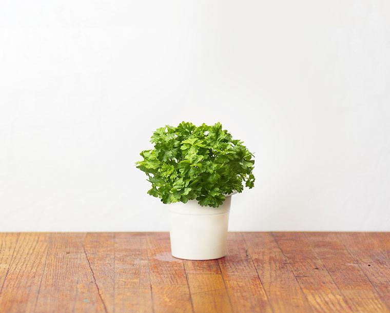 CLICK & GROW: 3 TAIMEKASSETTI, PETERSELL
