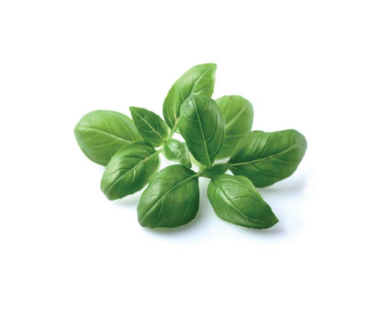 CLICK & GROW: 3 TAIMEKASSETTI, BASIILIK
