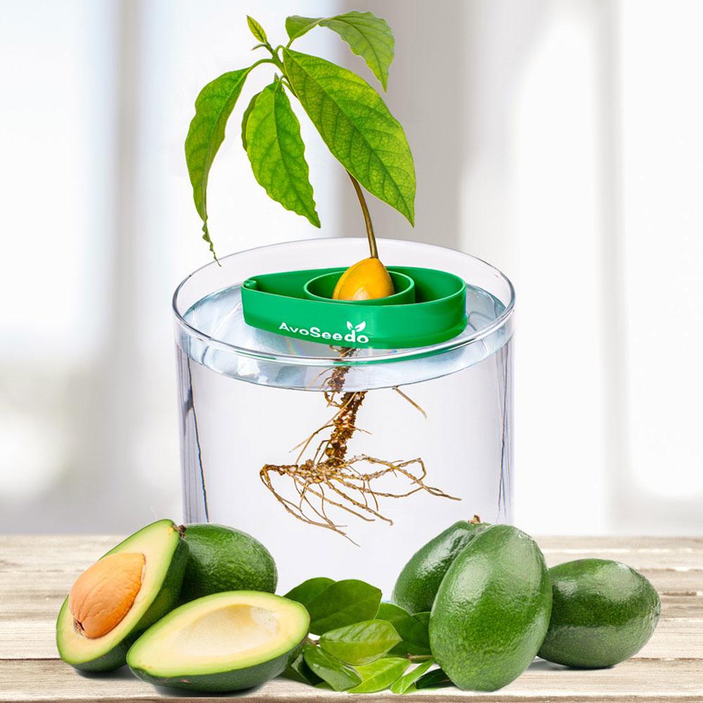 AVOKAADOKASVATAJA AVOSEEDO: GROW YOUR OWN AVOCADOTREE