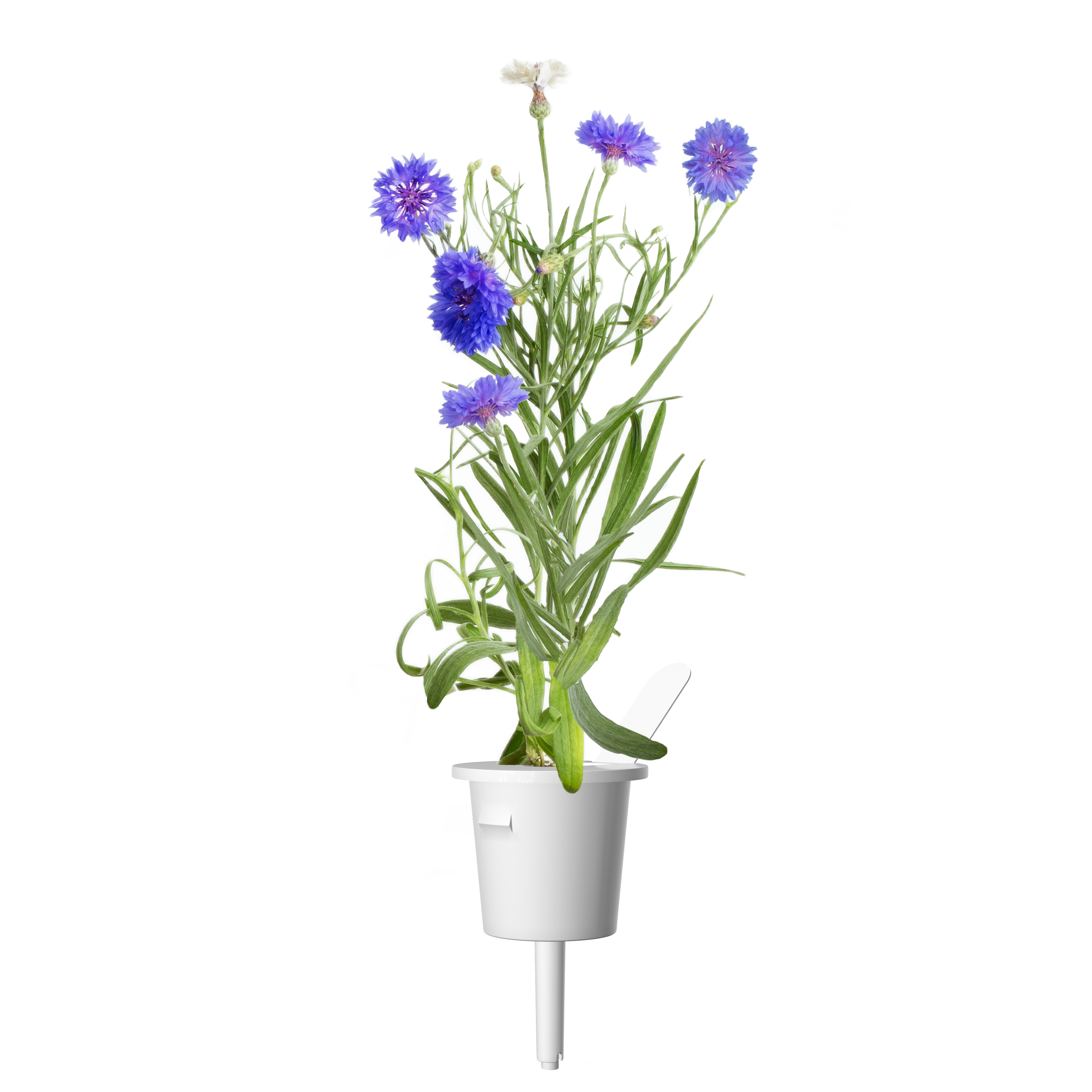 CLICK & GROW: 3 TAIMEKASSETTI, RUKKILILL
