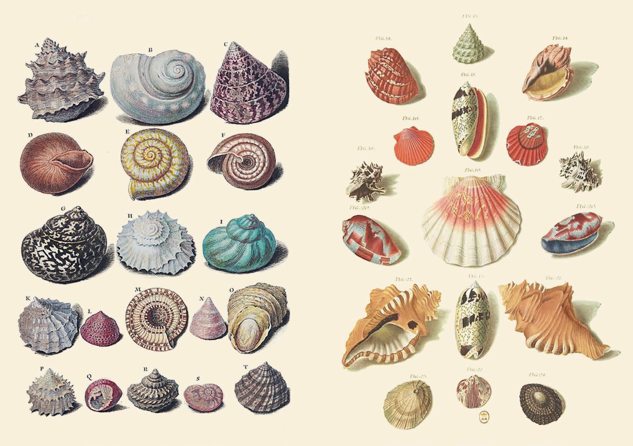 Curious Collections Sticker Book