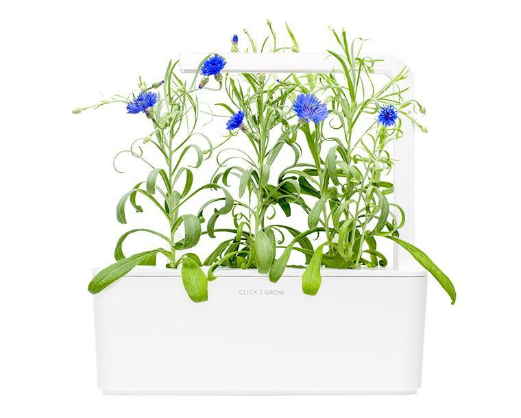 CLICK & GROW: 3 TAIMEKASSETTI, RUKKILILL