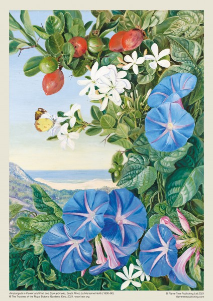PUSLE AMATUNGULA AND BLUE IPOMOEA (M. NORTH), 1000TK