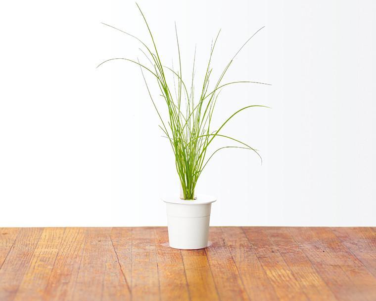 CLICK & GROW: 3 TAIMEKASSETTI, MURULAUK
