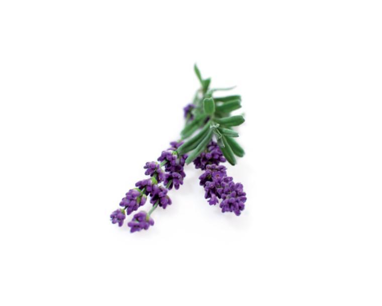 CLICK & GROW: 3 TAIMEKASSETTI, LAVENDEL