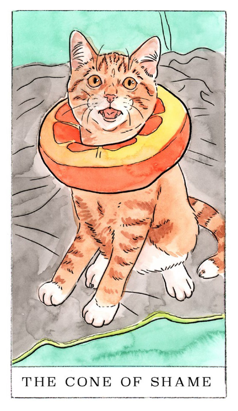 Kitten Oracle: 50 Cards & Guidebook - Megan Lynn Kott