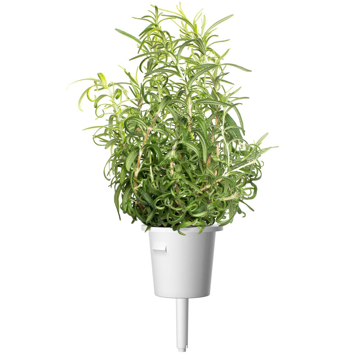 CLICK & GROW: 3 TAIMEKASSETTI, ROSMARIIN