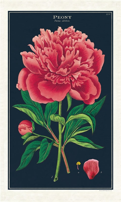 KÖÖGIRÄTIK BOTANICA PEONY