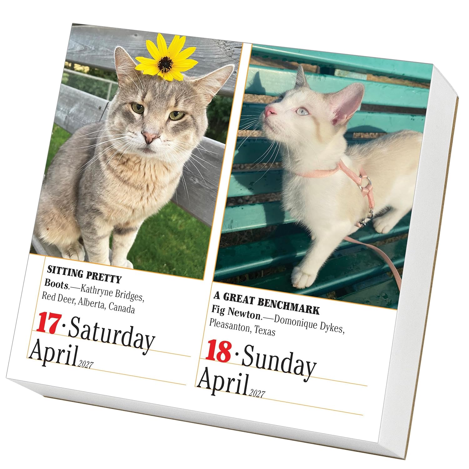 2027 lauakalender 365 Cats (Page-A-Day)