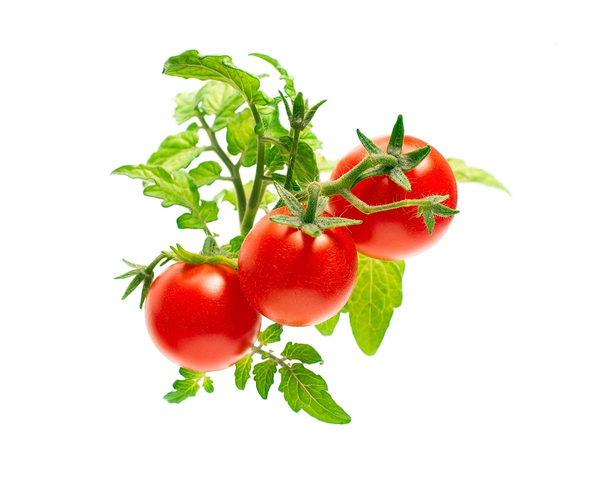 CLICK & GROW: 3 TAIMEKASSETTI, KIRSSTOMAT