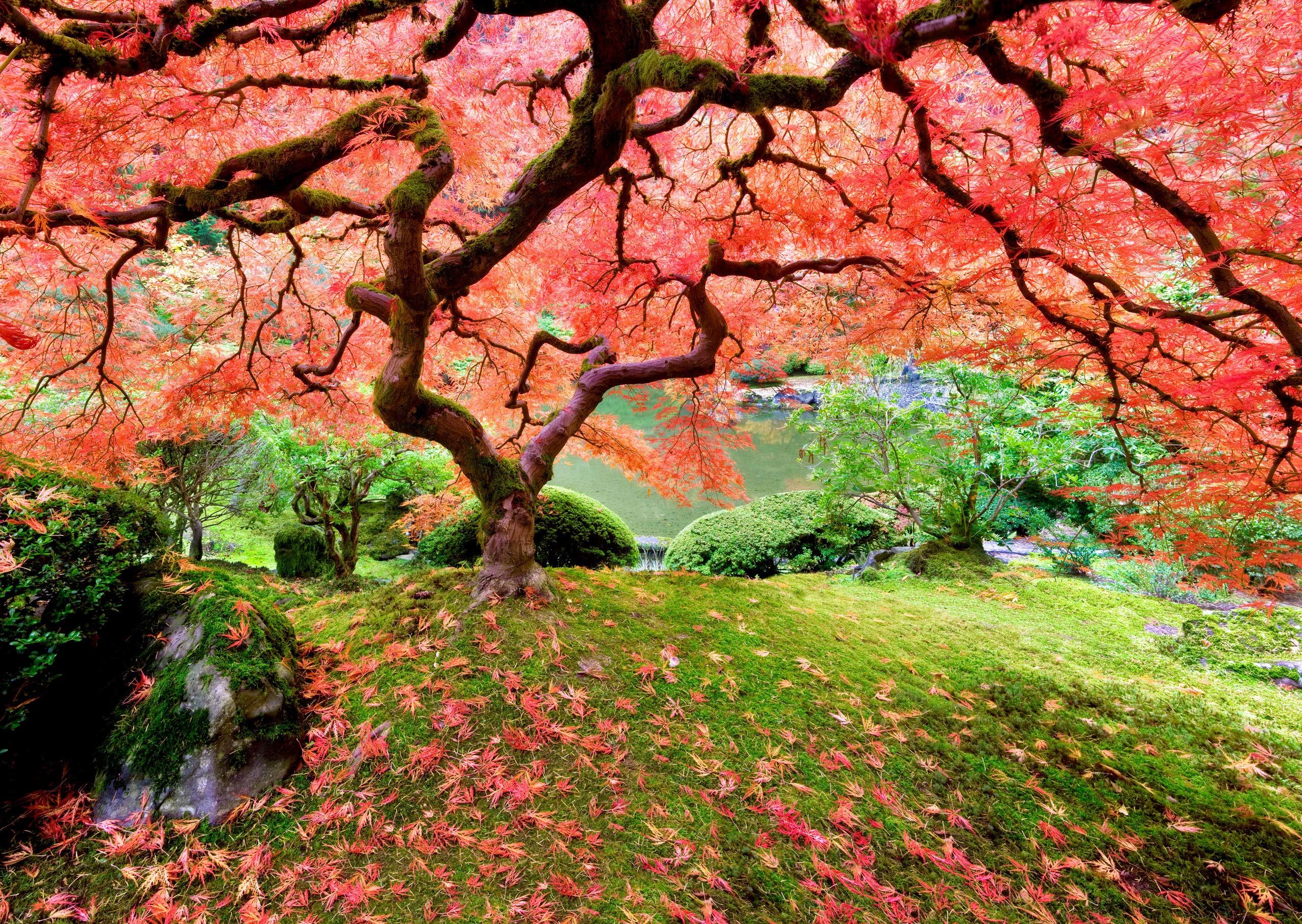 PUSLE JAPANESE MAPLE TREE, 1000TK