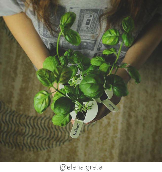 CLICK & GROW: 3 TAIMEKASSETTI, BASIILIK