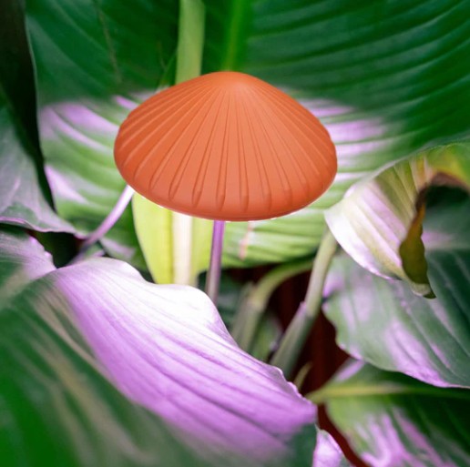 Taimelamp Mushroom