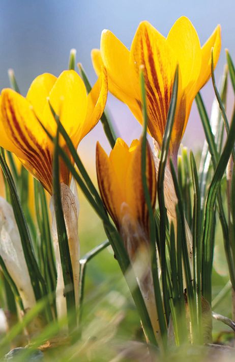 Lihavõttekaart Crocuses In The Park