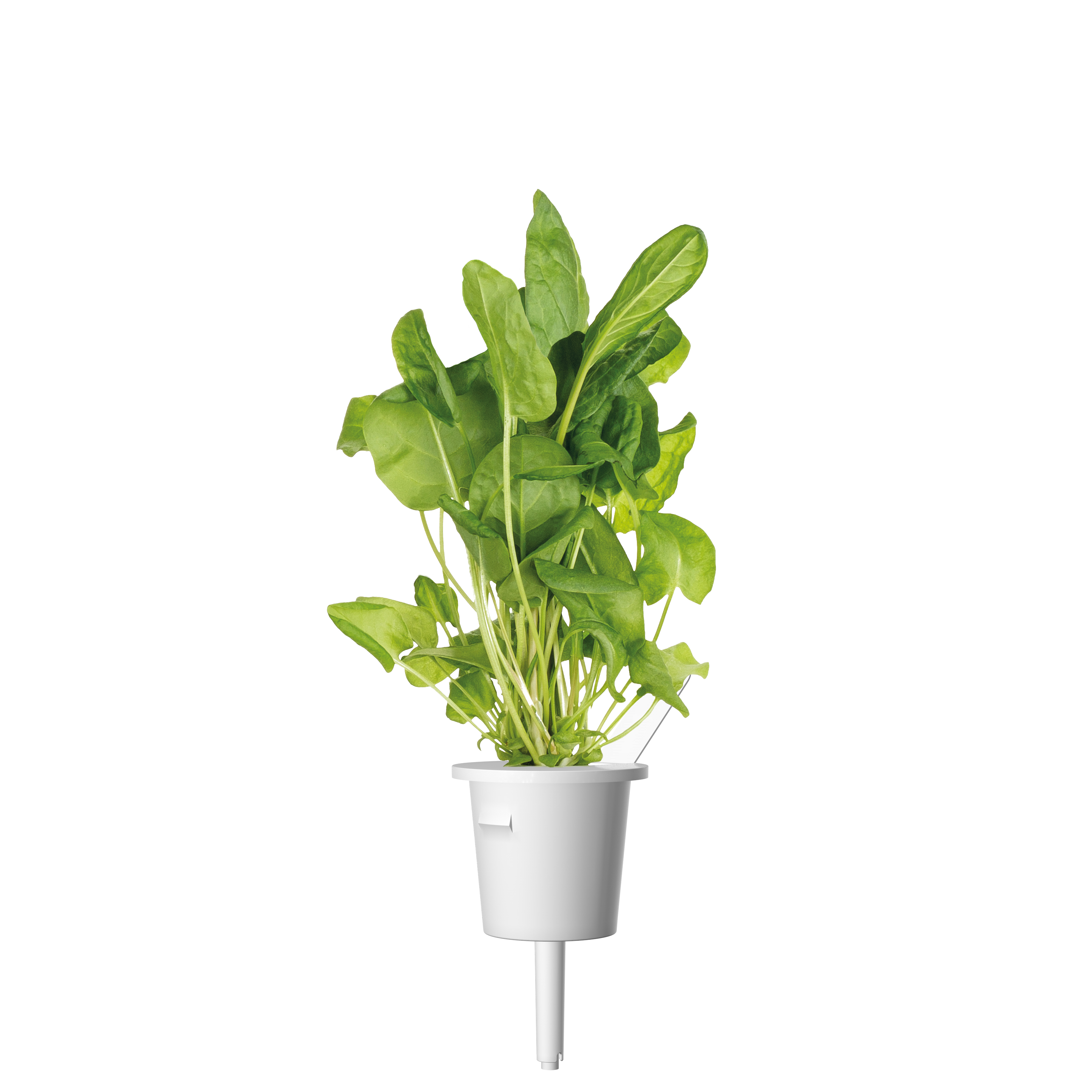 Click & Grow: 9 taimekassetti, salatitaimede segu