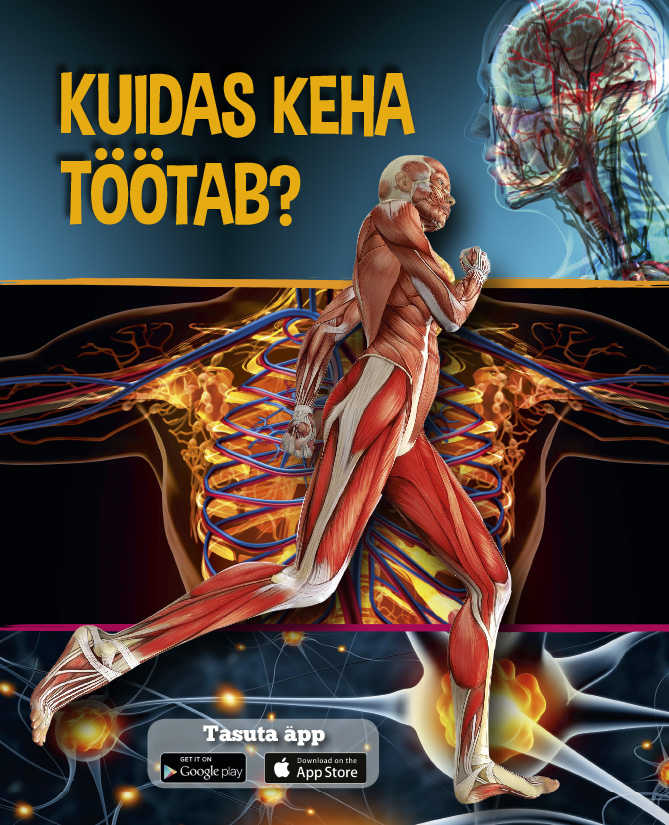 KUIDAS KEHA TÖÖTAB?