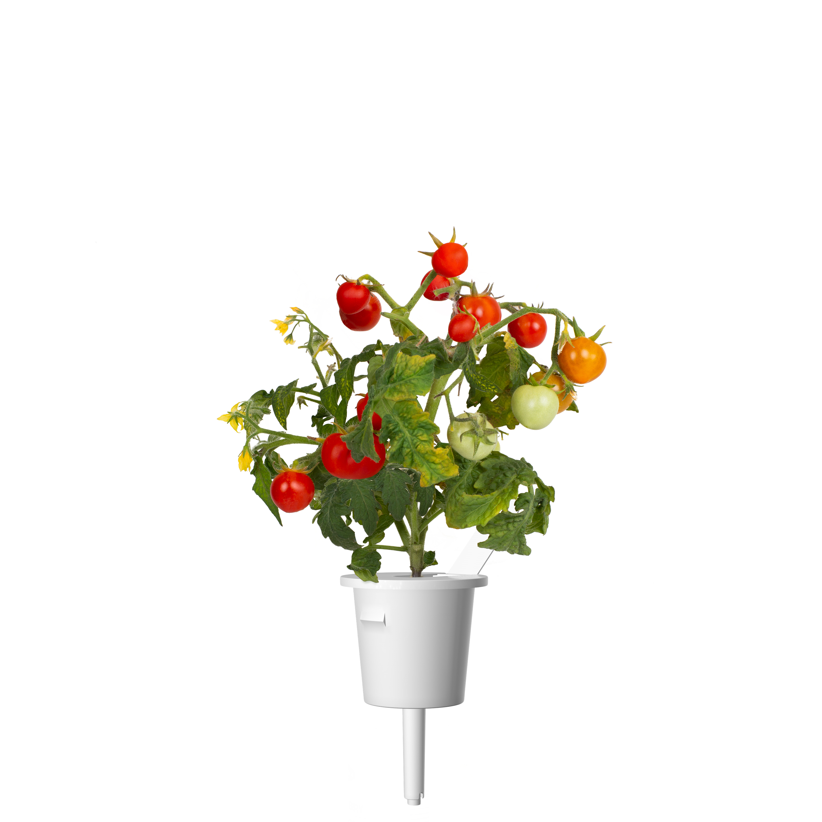 CLICK & GROW: 3 TAIMEKASSETTI, KIRSSTOMAT
