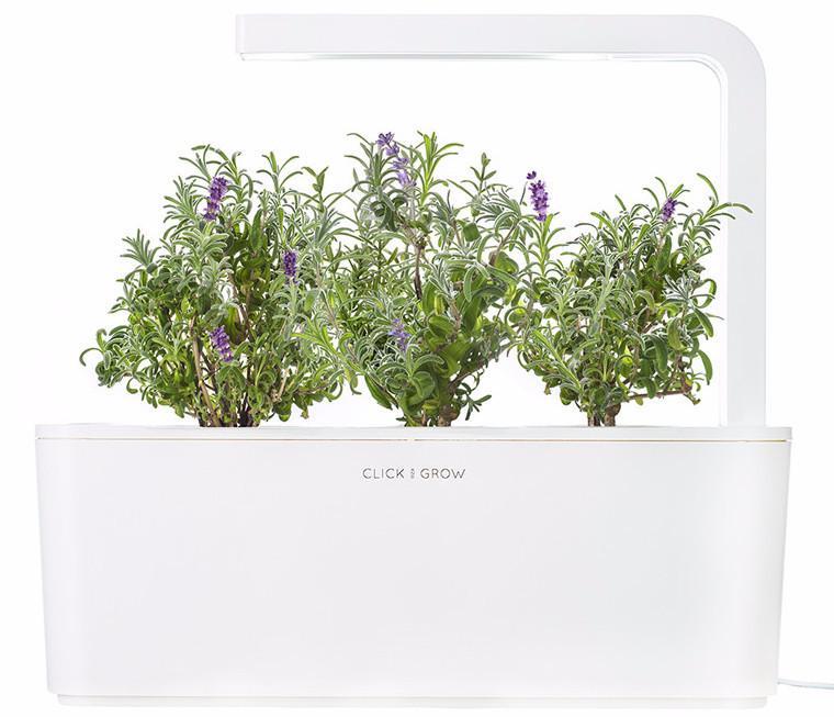 CLICK & GROW: 3 TAIMEKASSETTI, LAVENDEL