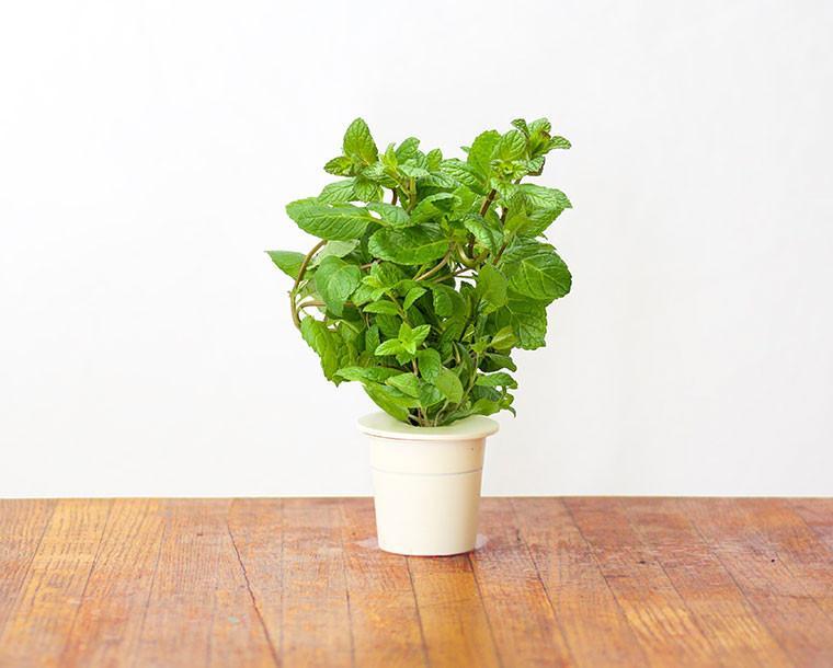 CLICK & GROW: 3 TAIMEKASSETTI, PIPARMÜNT