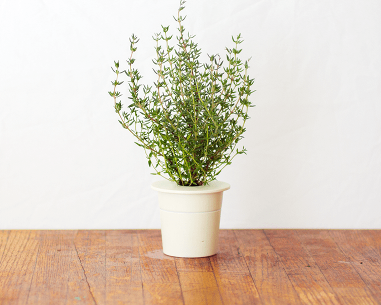 CLICK & GROW: 3 TAIMEKASSETTI, TÜÜMIAN