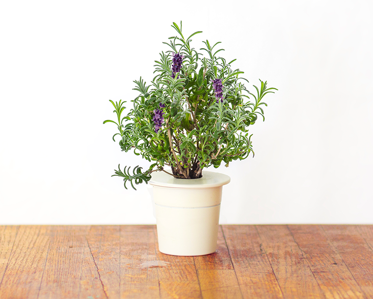 CLICK & GROW: 3 TAIMEKASSETTI, LAVENDEL