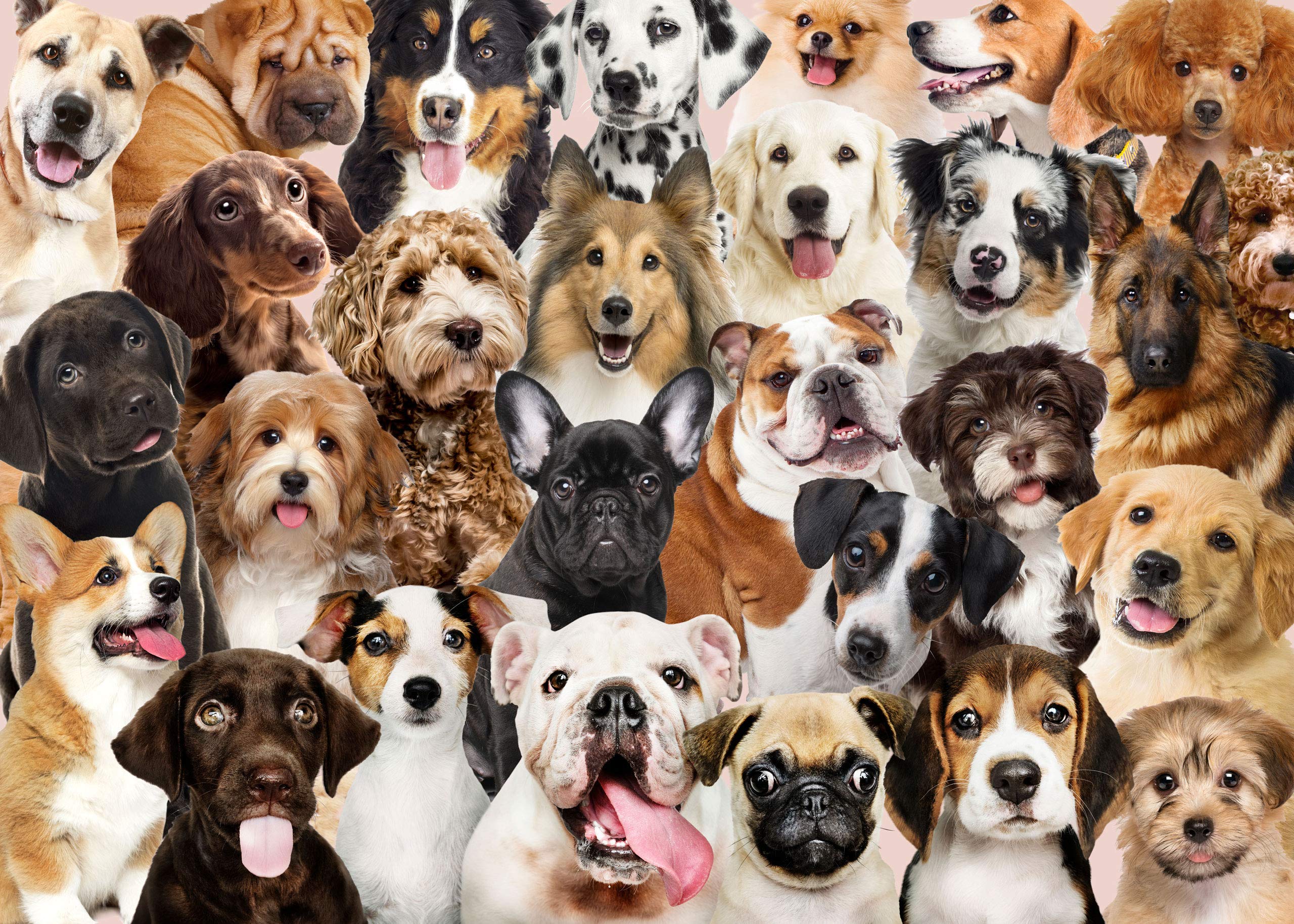 PUSLE DOGS, 1000TK