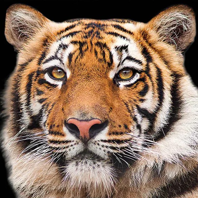 Lauasalvrätikud Bengal Tiger, 20tk