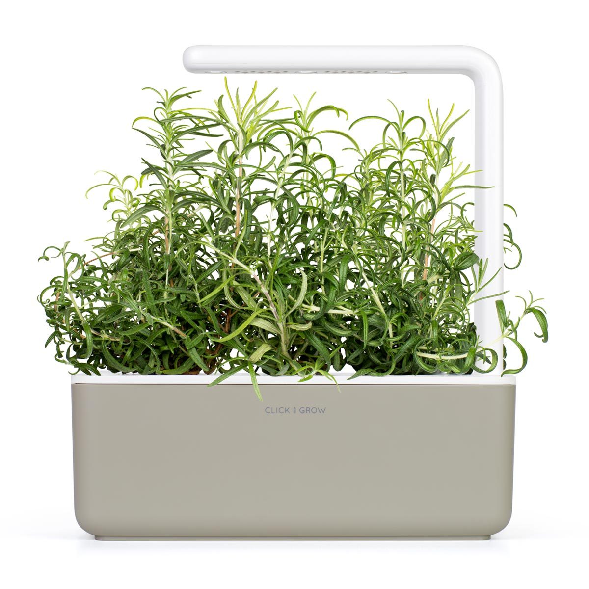 CLICK & GROW: 3 TAIMEKASSETTI, ROSMARIIN