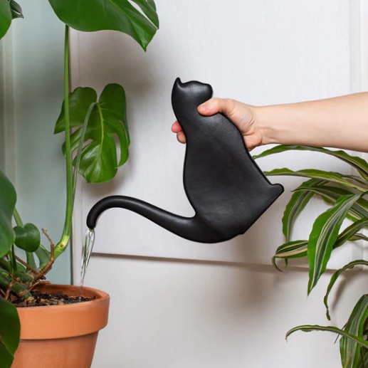 Kastekann Cat