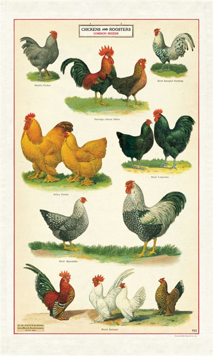 KÖÖGIRÄTIK CHICKENS