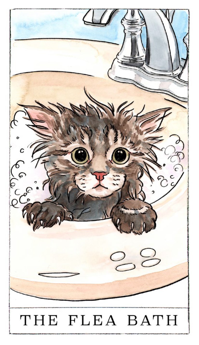 Kitten Oracle: 50 Cards & Guidebook - Megan Lynn Kott