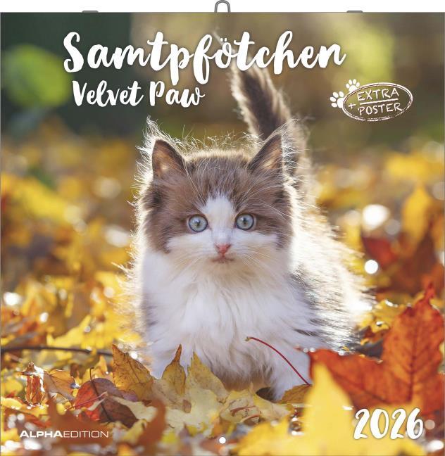 2026 seinakalender Samtpfötchen, 30x30cm