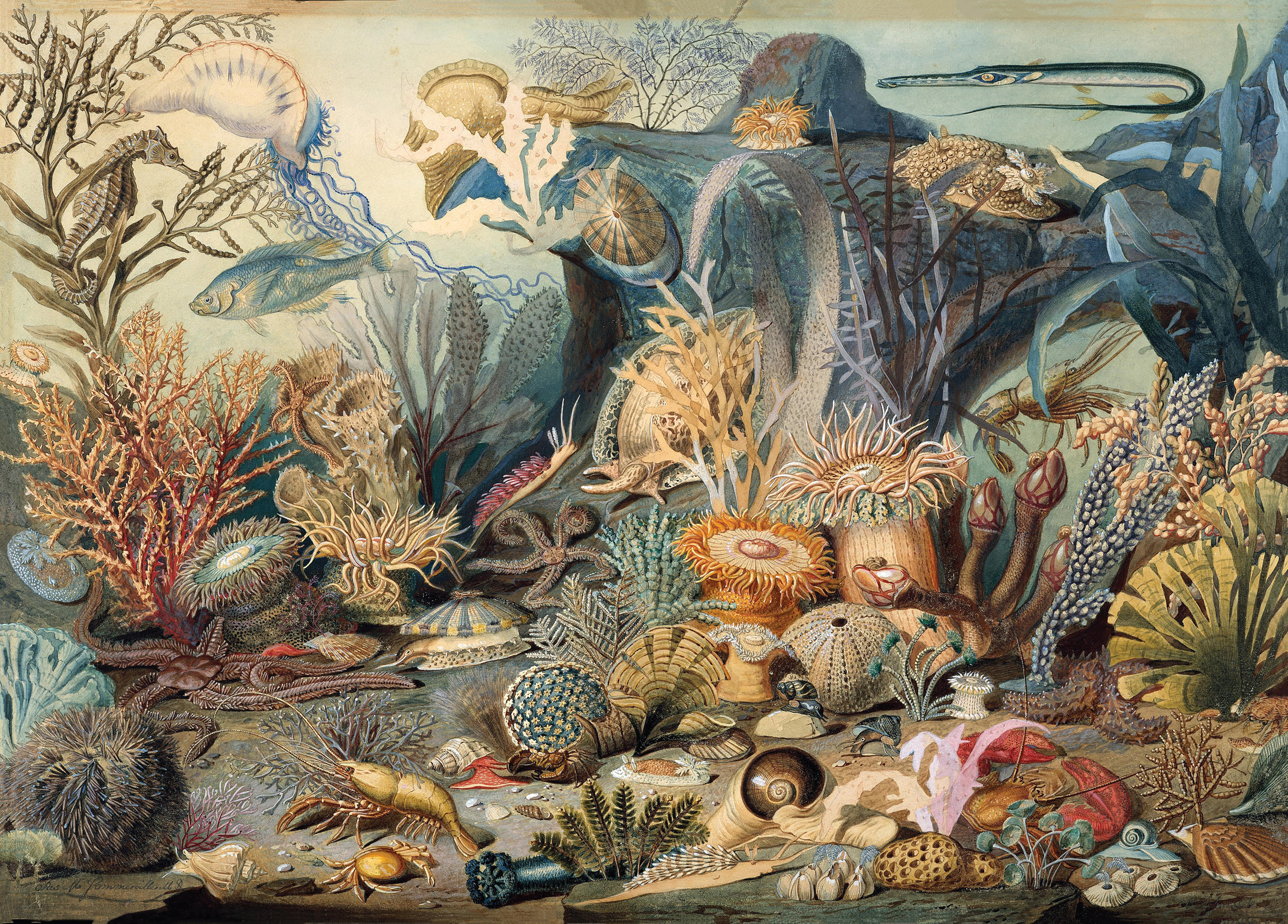 PUSLE OCEAN LIFE, 1000TK